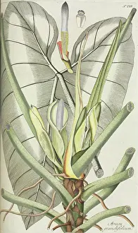 Nicolaus: Arum grandiflorum