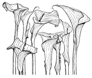 Lilley: Arum Lilies