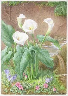 Arum: Arum Lilies, Babiaantje and Zuuring
