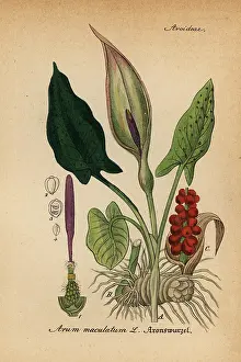 Maculatum: Arum lily, Arum maculatum