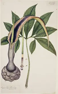 Voodoo: Arum sessiliflorum, voodoo lily