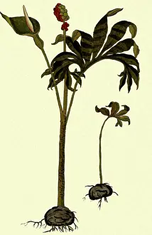 Fuchs: Arum, Showing Flower and Fruit