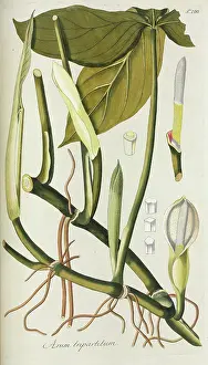 Nicolaus: Arum tripartitum