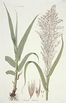 Phragmites: Arundo donax, giant reed