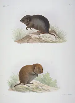 Arvicola: Arvicola melanogaster, water vole