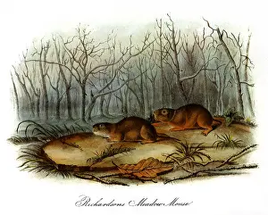 Mice: Arvicola Richardsonii