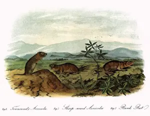 Grassy: Arvicolas
