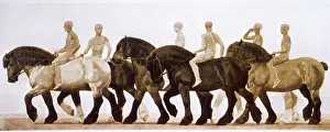 Healthy: ARYAN EQUESTRIANS