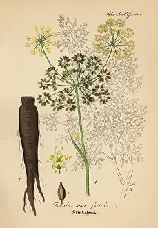 Ferula: Asafoetida, Ferula assa-foetida