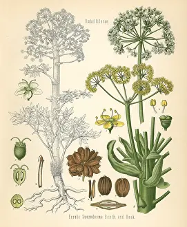Ferula: Asafoetida, Ferula foetida