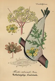 Ferula: Asafoetida, Ferula rubricaulis