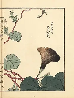 Yamada: Asagao or morning glory, Ipomoea nil