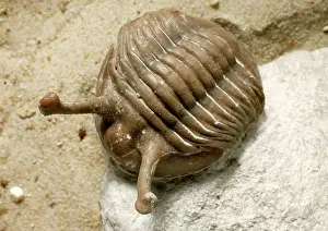 Ordovician: Asaphus (Neoasaphus) kowalewskii, stalk- eyed trilobite
