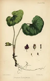 Europaeum: Asarabacca, Asarum europaeum