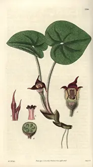 Asarum: Asarum canadense, Canadian asarabaca or wild ginger