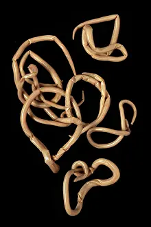 Nematode: Ascaris lumbricoides, human roundworm