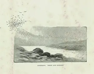 Tern: Ascension, Terns and Noddies