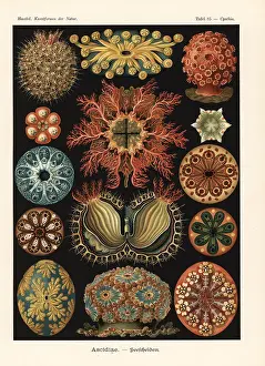 Glitsch: Ascidiae or sea squirts