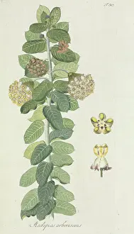 Nicolaus: Asclepias arborescens