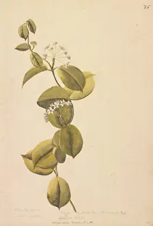 Gentianales: Asclepias volubilis