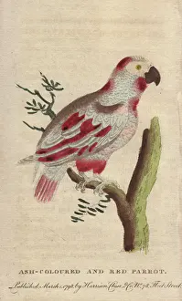 Erithacus: Ash-colored and red parrot or African grey