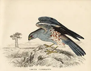 Bildersaal: Ash-coloured harrier, Circus cineraceus