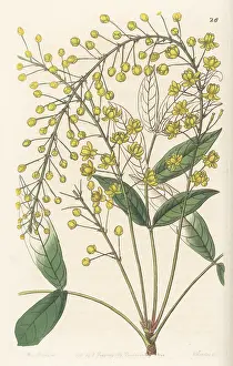 John Lindley: Thin ash-leaved berberry, Berberis tenuifolia