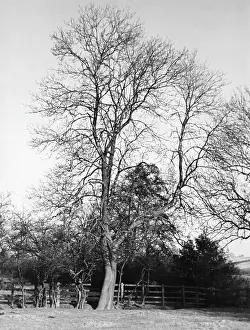 Keuper: ASH TREE