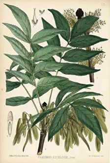 Fraxinus: Ash tree, Fraxinus excelsior