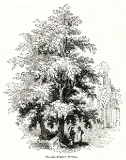 Excelsior: Ash tree (Fraxinus Excelsior)