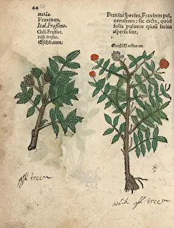 Fraxinus: Ash tree, Fraxinus species