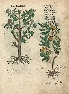 Fraxinus: Ash tree, Fraxinus species