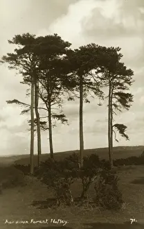 Ashdown: Ashdown Forest, Nutley, Sussex