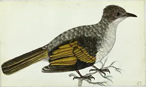 Himalayas: Ashy Bulbul, Hemixos flavala