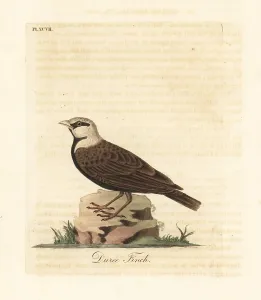 Griseus: Ashy-crowned sparrow-lark, Eremopterix griseus