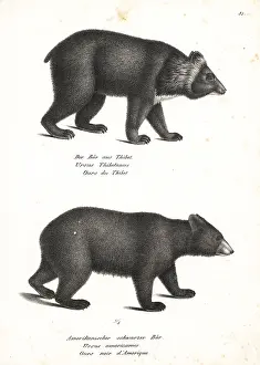 Brodtmann: Asian black bear and American black bear