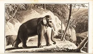 Zoography: Asian elephant, Elephas maximus, endangered