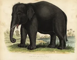 Smellie: Asian elephant, Elephas maximus, endangered