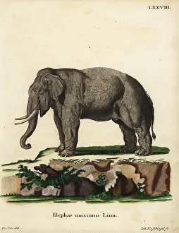 Linn: Asian elephant, Elephas maximus. Endangered