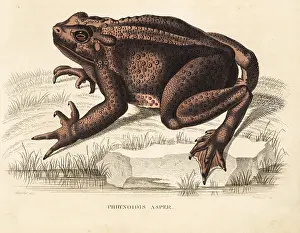 Asper: Asian giant toad, Bufo asper