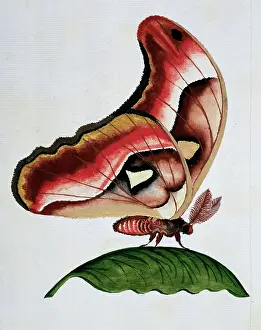 Gideon: Asian moth