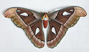 Gideon: Asian moth