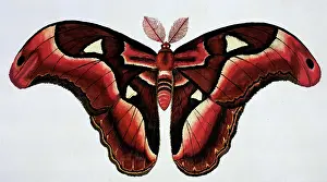 Gideon: Asian moth