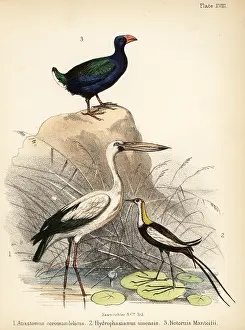 Ornithologist: Asian openbill, pheasant-tailed jacana and takahe