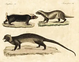 Goetz: Asian palm civet, greater grison, and Sunda stink badger