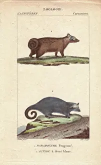 Jean Gabriel: Asian palm civet, Paradoxurus hermaphroditus