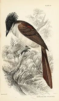 Paradisi: Asian paradise-flycatcher (Himalayan), Terpsiphone
