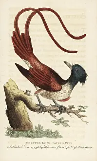 Paradisi: Asian paradise flycatcher, Terpsiphone paradisi