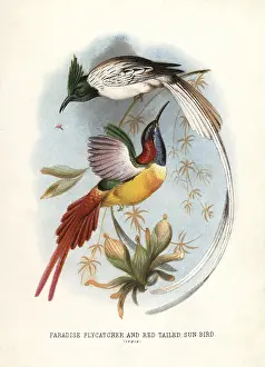 1817 1893: Asian paradise-flycatcher, Terpsiphone paradisi