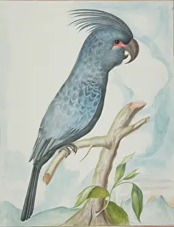 Gideon: An Asian parrot illustration